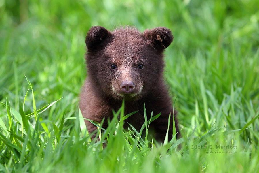 Baby Bear Cabin Villa West Yellowstone Room photo